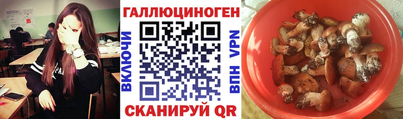Галлюциногенные грибы Psilocybine cubensis  shop Telegram  Голицыно 